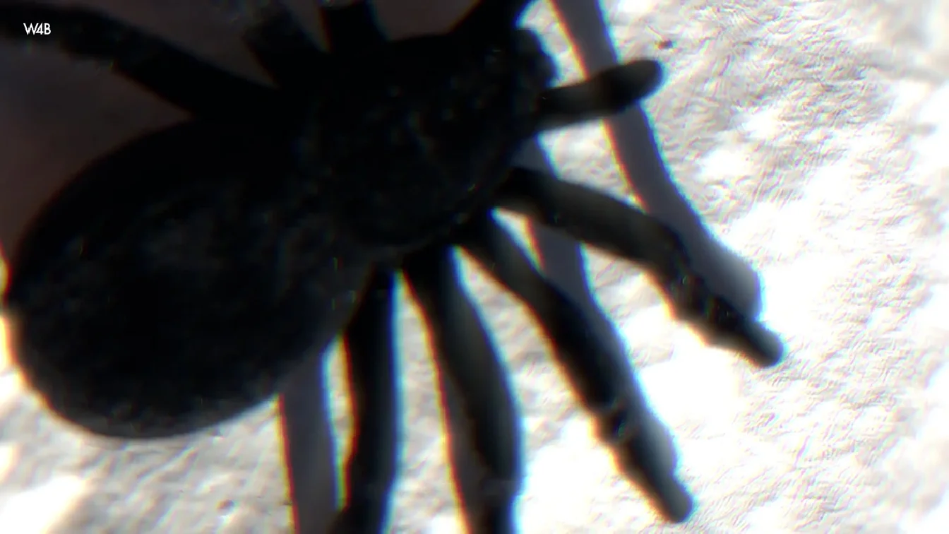 Preview of Watch4Beauty Layla Scarlett My Halloween Dream XXX